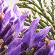 Lavender & Cedar