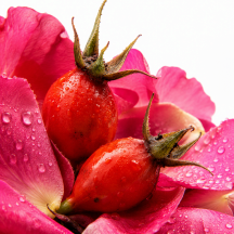 Rose Hips